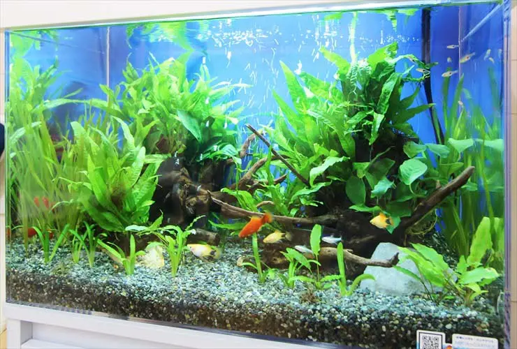 熱帯魚 水槽 取り引き中 水槽が原因で火災発生！？事例と原因、ヒーターの正しい置き方などを