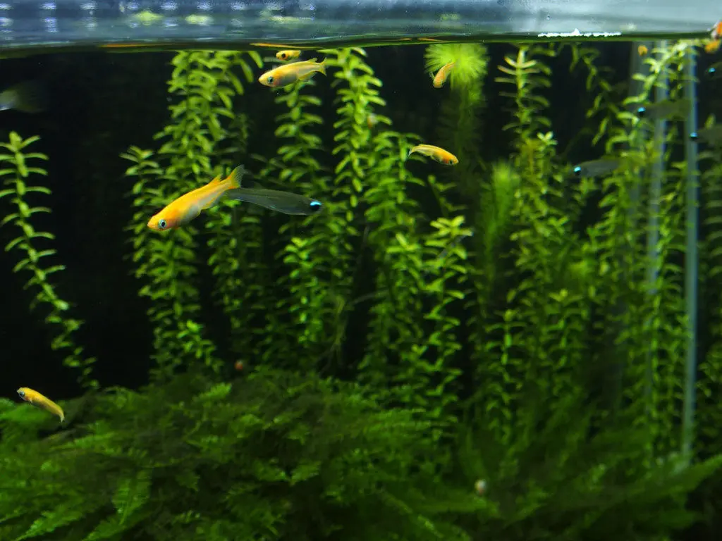 メダカに向く水草のすべて【相性の良い種類を解説】|アクアリウム情報 メダカに向く水草のすべて【相性の良い種類を解説】|アクアリウム情報