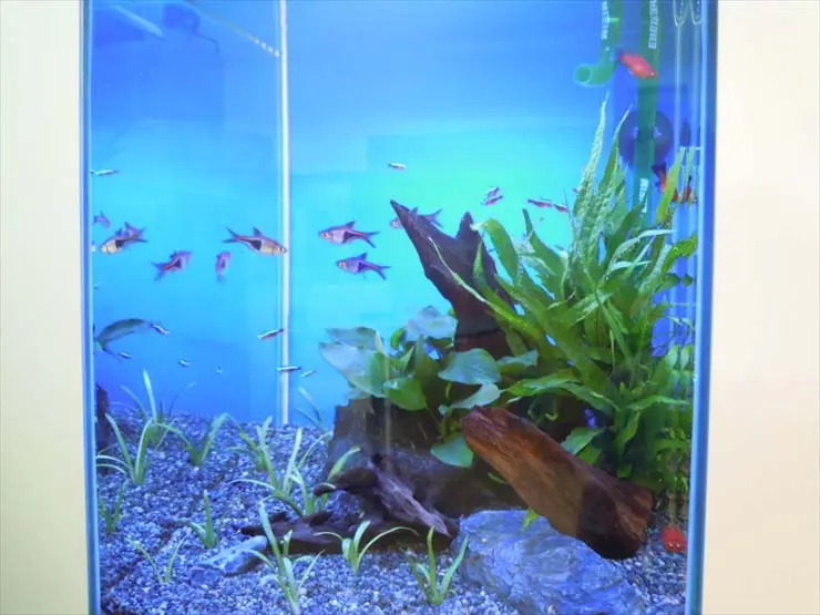 熱帯魚 飼育備品 色々 あります Amazon | テトラ (Tetra) スマート熱帯魚飼育セットSP-17TF (水槽容量