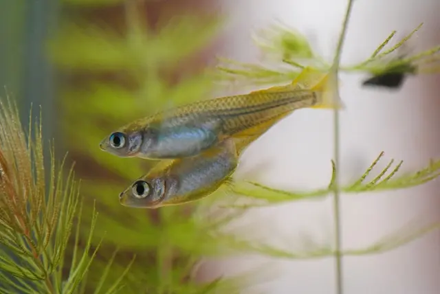 メダカに向く水草のすべて【相性の良い種類を解説】｜アクアリウム情報