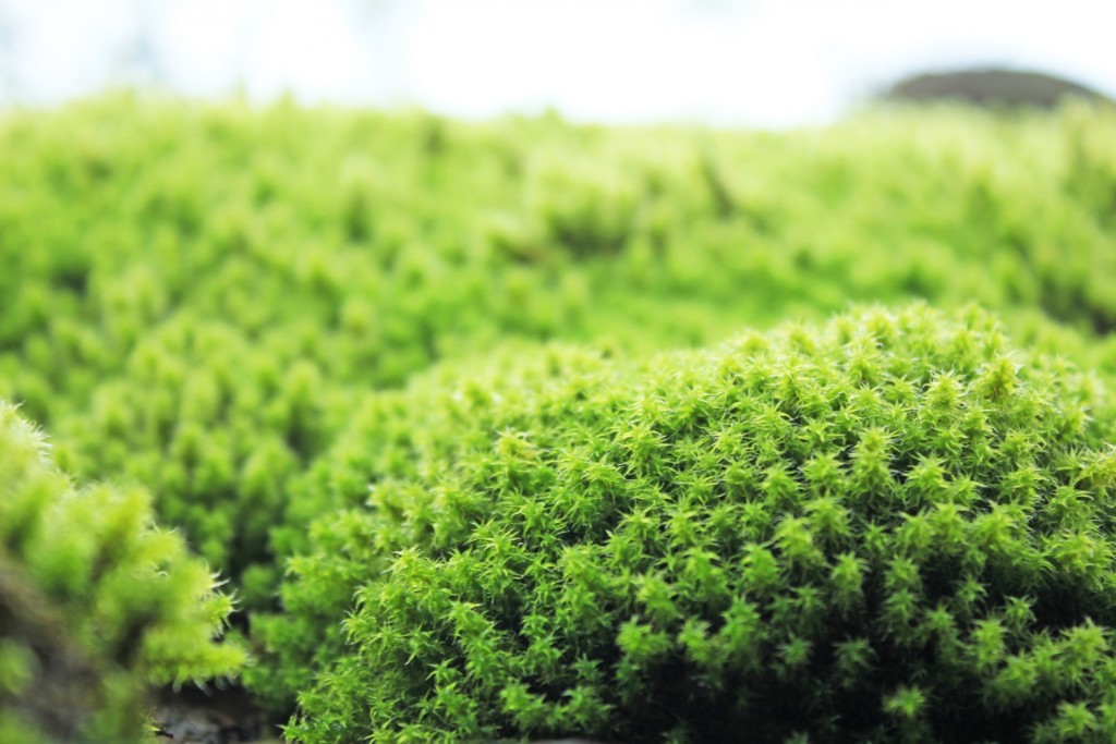 苔を採取してみよう 苔採取におすすめ場所 道具 方法を解説します トロピカ