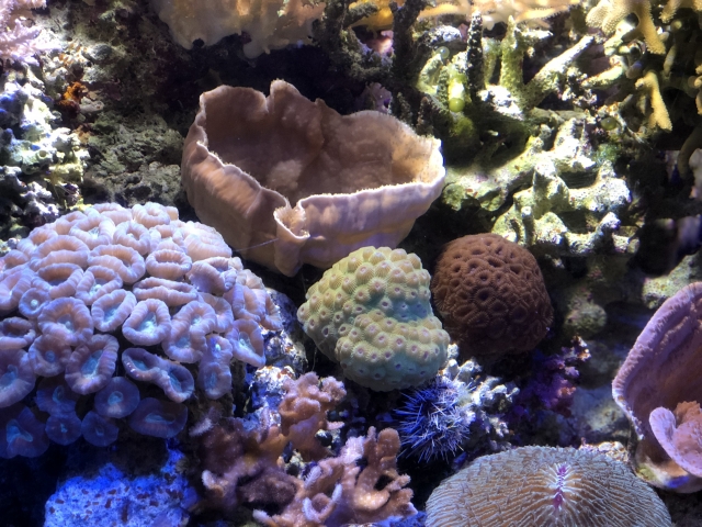 サンゴとイソギンチャクはどこが違う それぞれの特徴をプロが解説します