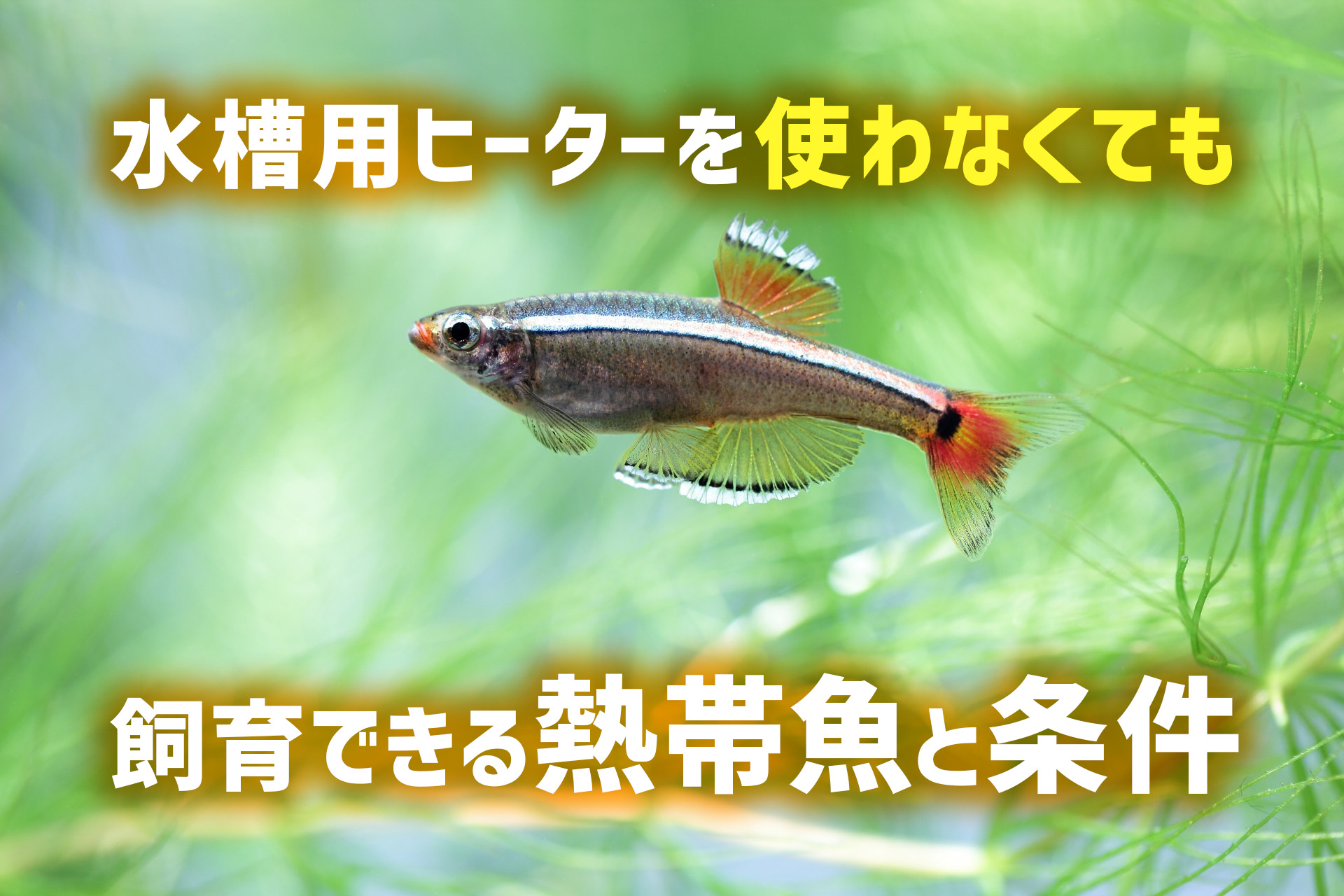 特別セーフ 熱帯魚 北海道 九州航空便要保温 ４匹 ブラッドオレンジライヤーテールモーリー