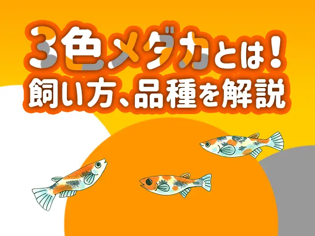 3色メダカとは！飼い方から品種、色揚げ・繁殖のポイントまで解説