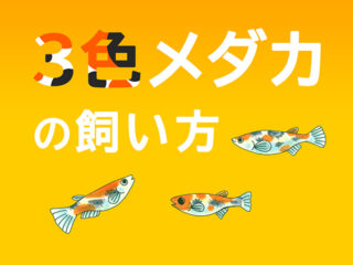 3色メダカの飼い方!入手方法から色揚げ・繁殖のコツまで解説します!
