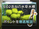 機材なしで水草水槽にco2を添加する方法 利点とおすすめアイテムを紹介 トロピカ