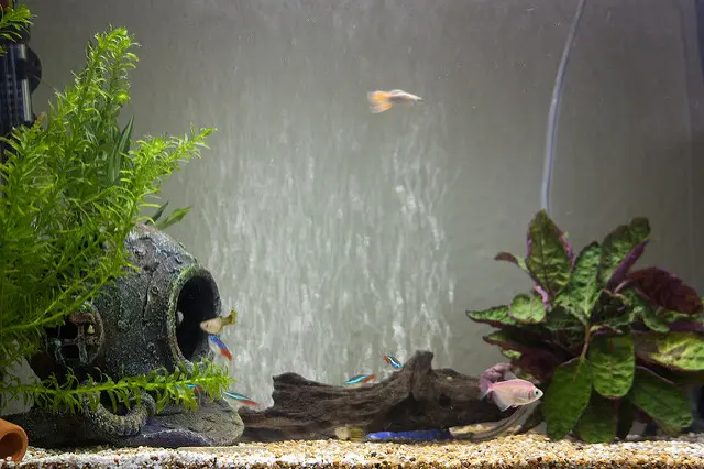 超小型水槽特集！小さくておしゃれな水槽で飼える熱帯魚とレイアウトと