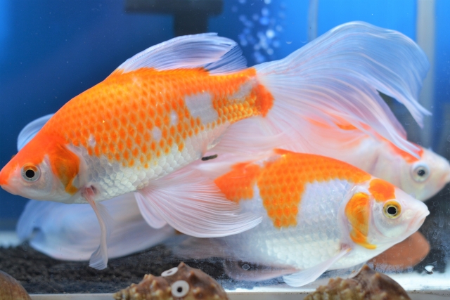 金魚の体色を美しくするには 体色が変化する仕組みと色揚げ方法を解説 トロピカ