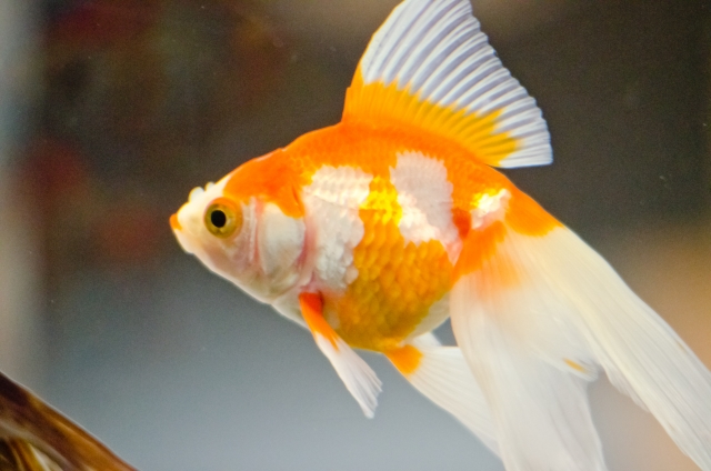 金魚の体色を美しくするには 体色が変化する仕組みと色揚げ方法を解説 トロピカ