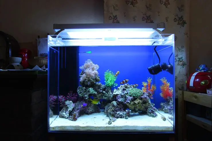 海水魚・サンゴ飼育向け濾過層・スキマー・ポンプ・水槽台セット 環境紹介】海水魚・サンゴ飼育水槽の紹介【予算10万円～】 | クマのみん