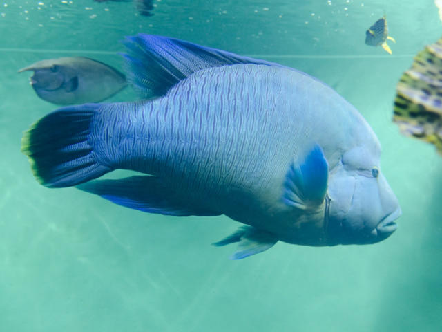 海水魚の名脇役ベラ特集 おすすめの種類から飼育方法まで解説します トロピカ