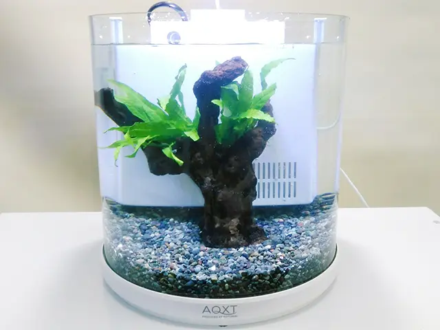 半円柱水槽でレイアウトしてみた！おすすめ既製水槽の紹介と特注水槽