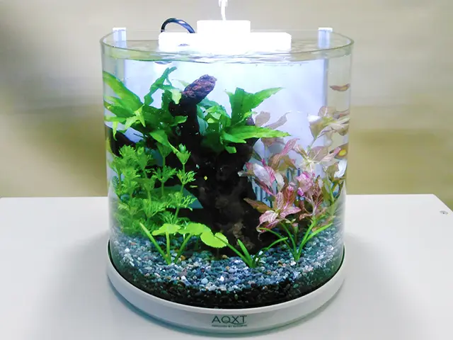半円柱水槽でレイアウトしてみた！おすすめ既製水槽の紹介と特注水槽