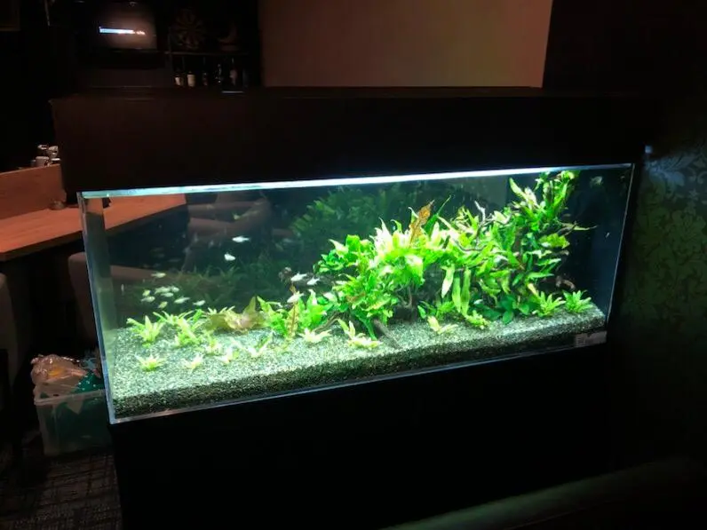 オーバーフロー水槽で淡水魚を飼育するには！注意点と改善策を考える