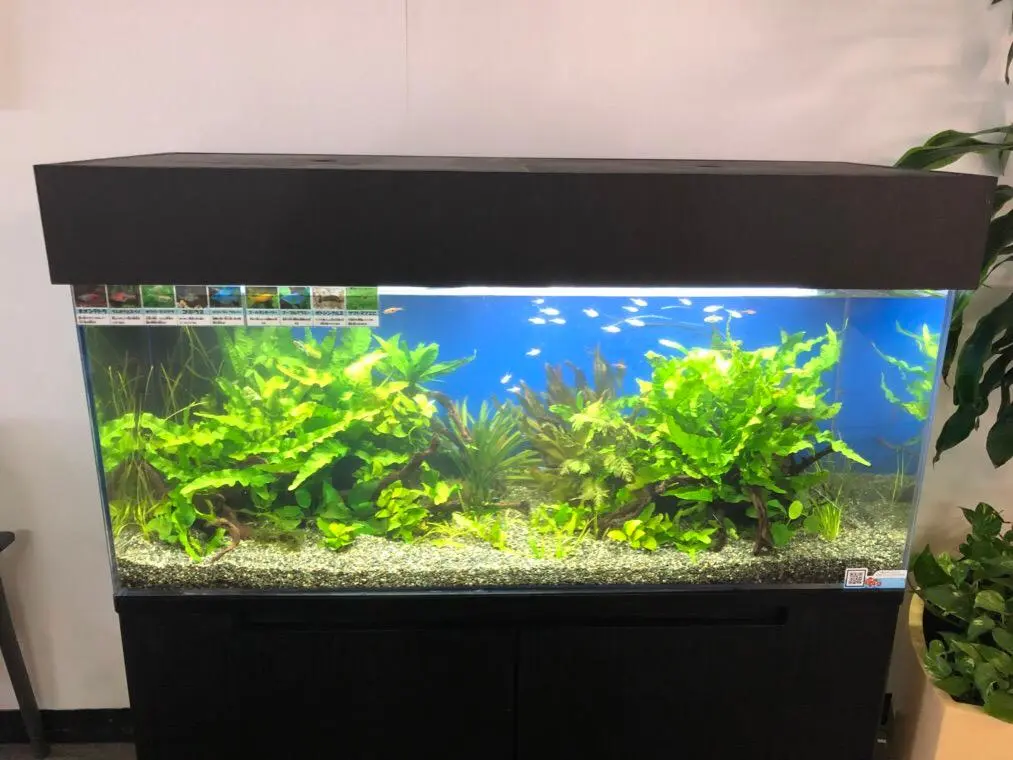 オーバーフロー水槽で淡水魚を飼育するには！注意点と改善策を考える