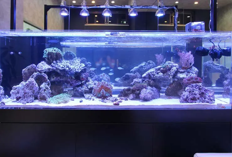 アクアリウムの高級品！ワンランク上の贅沢な装備を紹介解説いたします
