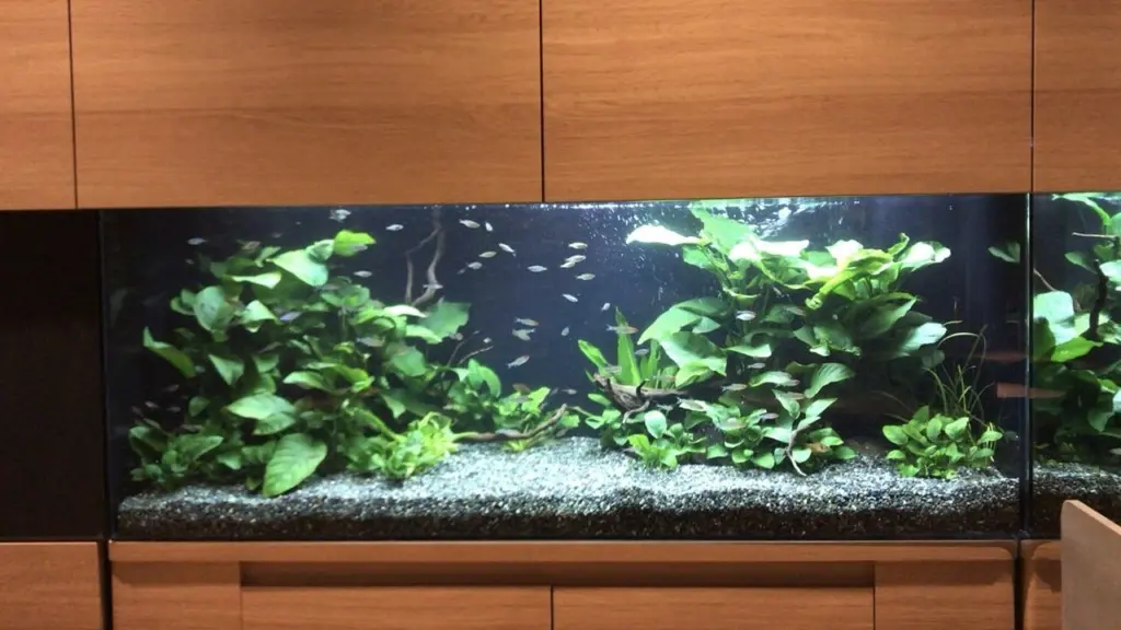 オーバーフロー水槽で淡水魚を飼育するには！注意点と改善策を考える 