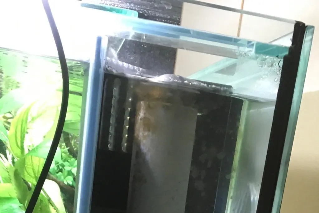 オーバーフロー水槽で淡水魚を飼育するには！注意点と改善策を考える