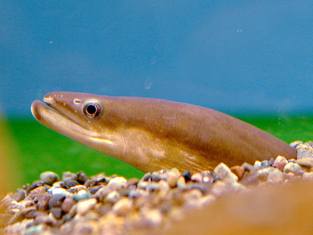 長寿な魚とは 熱帯魚 金魚の強健種ベスト10 長生きのコツも解説 トロピカ