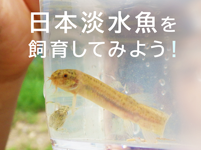 日本淡水魚を飼育しよう 飼育しやすい種類や飼育方法をプロが解説します トロピカ