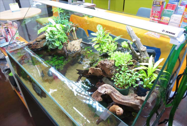 熱帯植物を水槽で育成するには パルダリウムやテラリウムで緑を楽しもう トロピカ