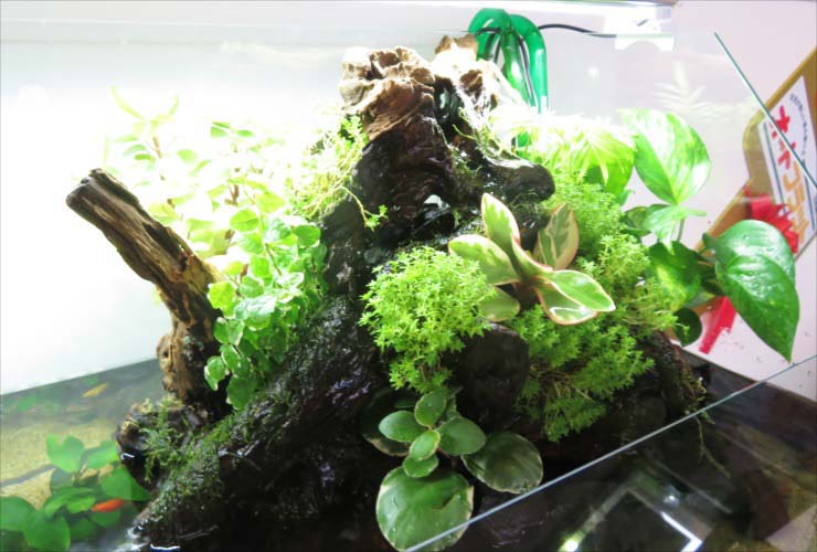 熱帯植物を水槽で育成するには パルダリウムやテラリウムで緑を楽しもう トロピカ