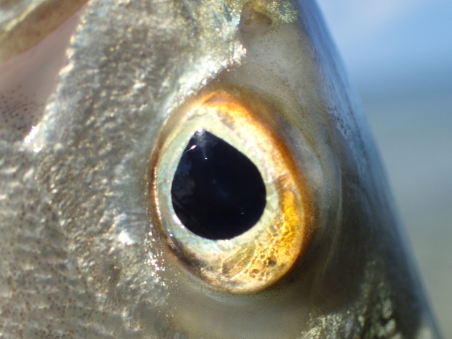 熱帯魚や金魚の目に異変 目に発症する病気の種類と対処法を解説します トロピカ