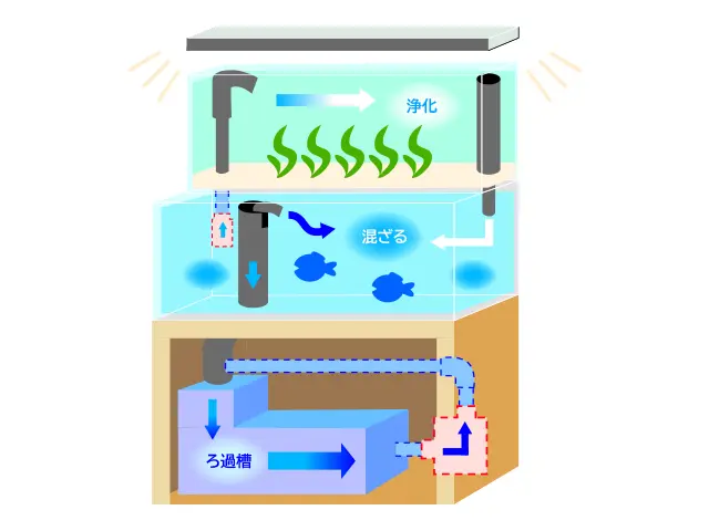 海藻を水槽で育てるリフジウム水槽とは！作り方と最適な水槽・機材の