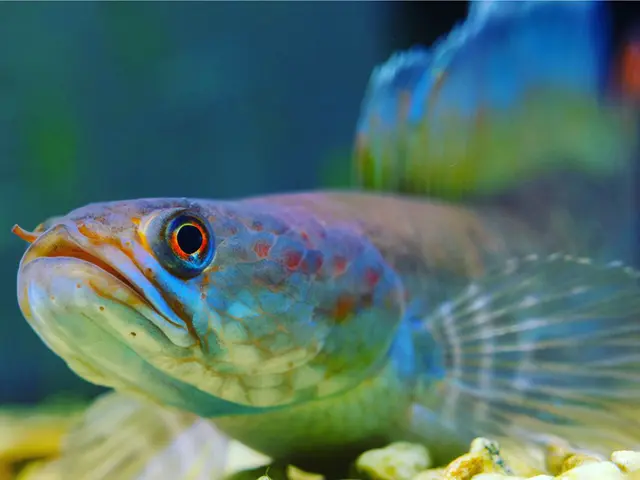 シマウミヘビ バンデッドスネークイール レア 貴重 ウナギ 海水魚 水槽飼育 入荷した面白い生き物たちのご紹介だよ。 | お魚、無脊椎のご紹介