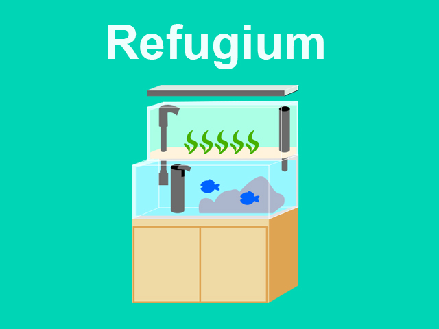 海藻を水槽で育てるリフジウム水槽とは 作り方と最適な水槽 機材の選び方 トロピカ