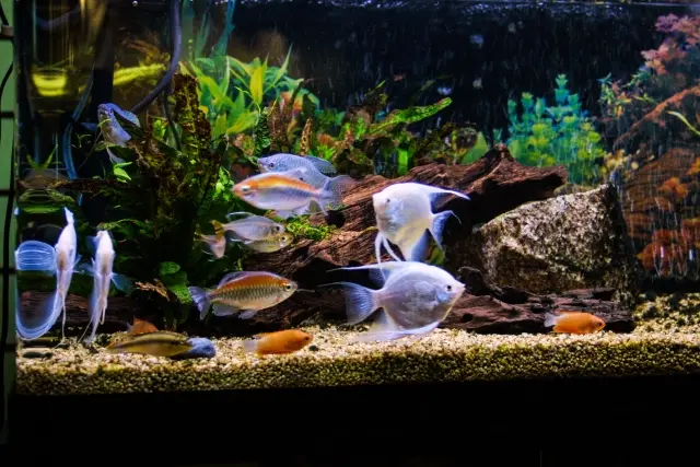 観賞魚とは！メダカや金魚など、熱帯魚との違いや特徴について解説し 