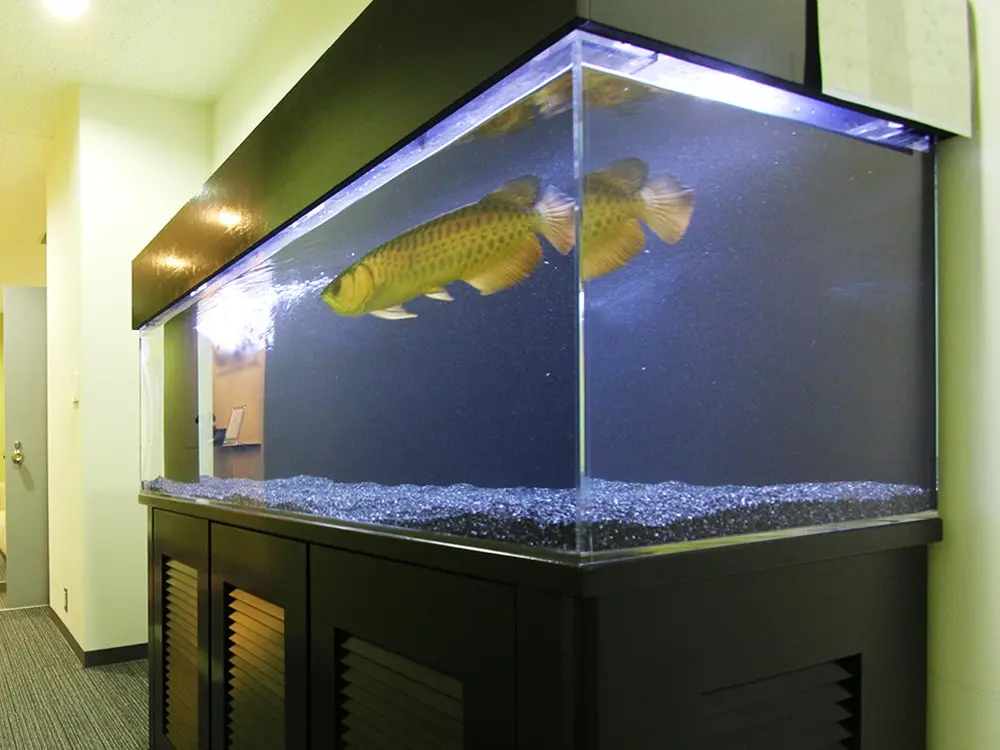 熱帯魚　水槽　　アロワナ 東京アクアガーデンのアロワナ水槽セット！その機能的な仕様に迫る