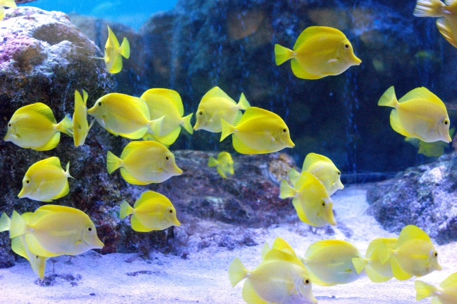黄色い熱帯魚特集 水槽を明るくする 淡水魚 海水魚のおすすめ10選 トロピカ