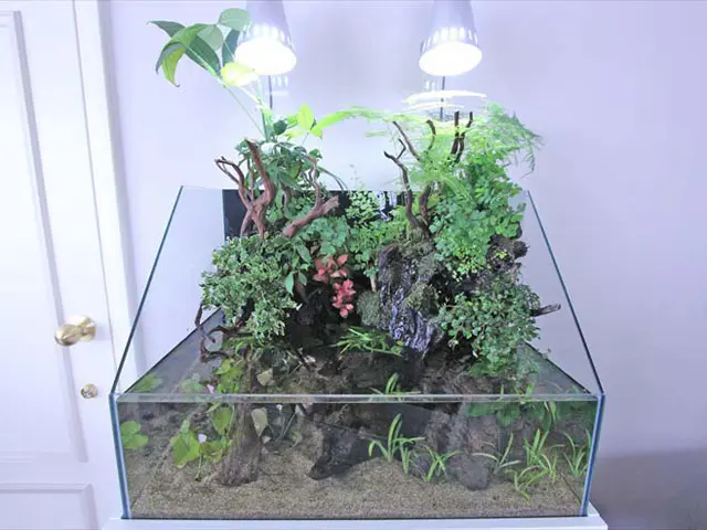 プロが教える！テラリウム水槽の観葉植物をトリミングするときの