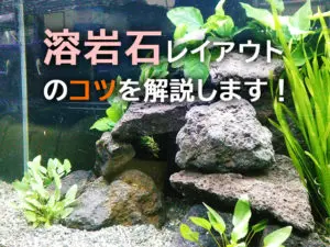 溶岩石を水槽に入れよう！水質へのメリットを解説・レイアウト事例も