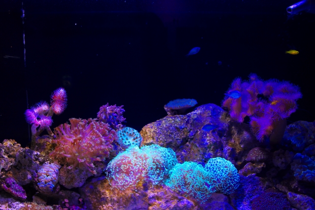 リフジウム水槽におすすめの海藻（マリンプランツ）3選！照明選びも解説 熱帯魚・金魚の水槽・アクアリウム情報メディアサイト「トロピカ」
