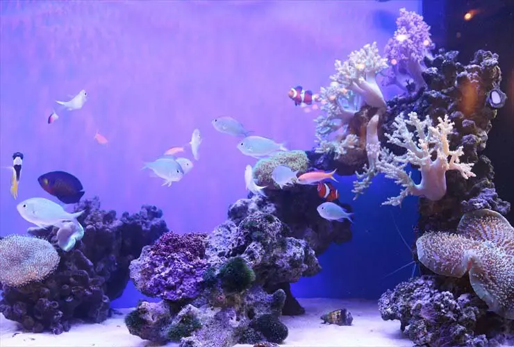 アクアリウムのサンゴが白化する！主な原因5つと対策方法を解説します 