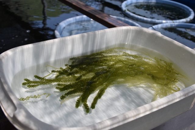 リフジウム水槽におすすめの海藻（マリンプランツ）3選！照明選びも