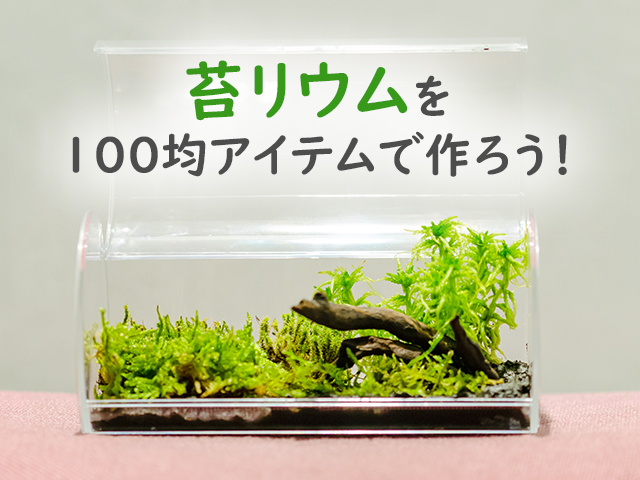 苔リウムを100均アイテムで作ろう!簡単な作り方もご紹介いたします