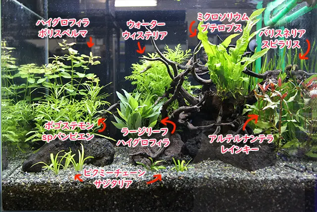 ワンランク上の水草水槽レイアウト術！プロに学ぶ上級水草水槽