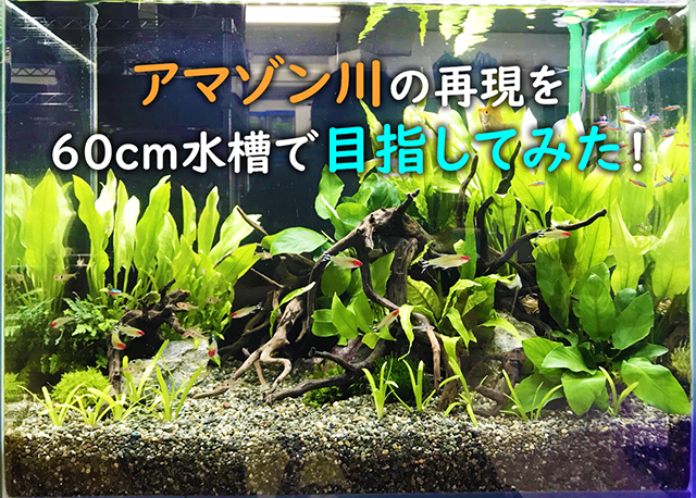 60cm水槽でアマゾン川を再現しよう！おすすめアイテムと熱帯魚と水草