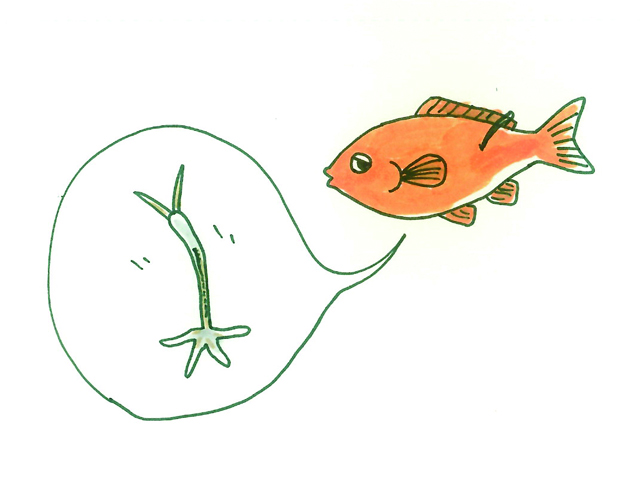 金魚の寄生虫と対処法 種類と対策を解説 季節の変わり目は特に注意 トロピカ