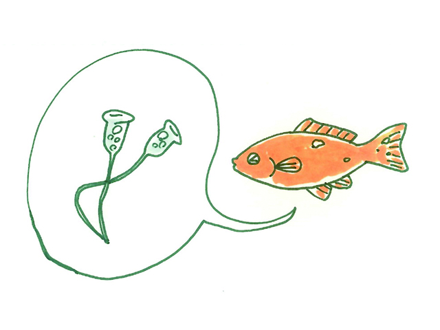 金魚の寄生虫と対処法 種類と対策を解説 季節の変わり目は特に注意 トロピカ