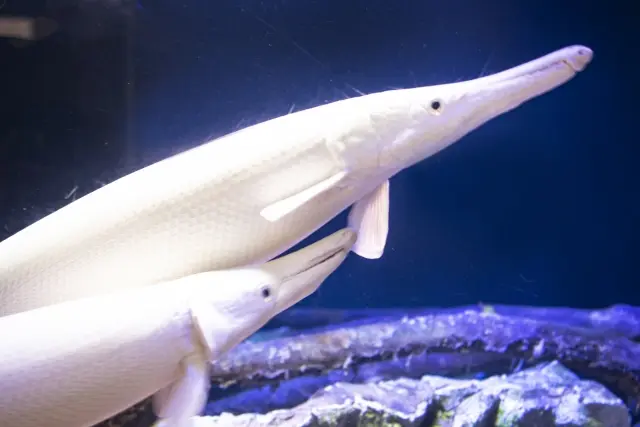 高額な熱帯魚ランキング10選！富裕層向けの高級熱帯魚を紹介します 