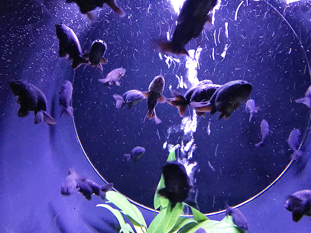 青い金魚 青文魚など美しい金魚の世界をご紹介します おすすめ展示会も トロピカ