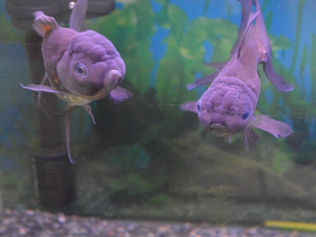 青い金魚！青文魚など美しい金魚の世界をご紹介します！おすすめ展示会も！ | トロピカ