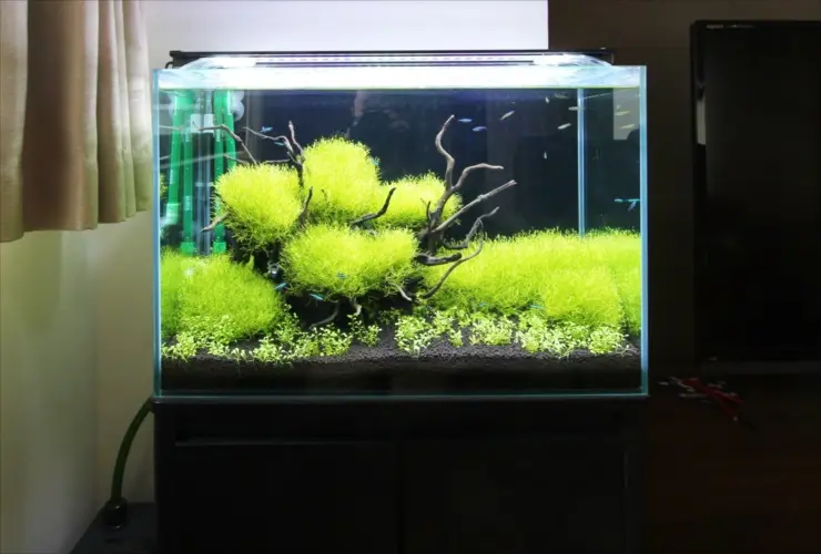 水槽をいつもキレイに！ アクアリウム水槽を長く美しく維持する、管理のポイント10を解説します