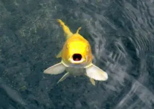 輝く美しさ！銀色の熱帯魚10選！水槽をクールに彩るシルバーカラーの魚