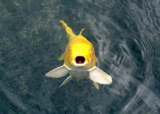 金色の熱帯魚！豪華で美しいゴールドカラーの熱帯魚8選を解説します