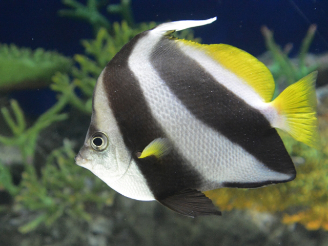 しましまの熱帯魚たち 鮮やかでかわいい 縞模様の魚10選をご紹介